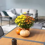 Apartament Frizzante Vendeghaz *